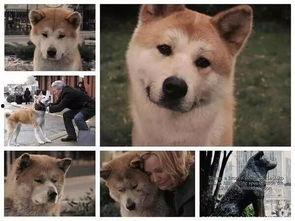 娱乐吃瓜酱怕狗大哥